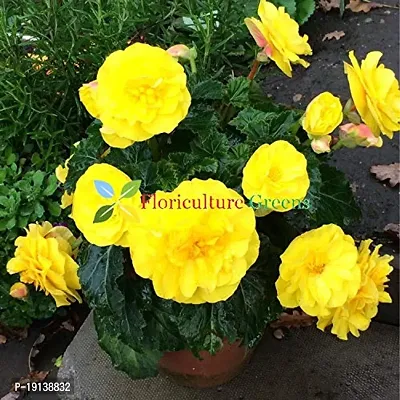 Floriculture Greens Imp. Begonia Flower Hybrid Bulbs For Home Gardening Planting (Nonstop Mocca Yellow Begonia, Pack Of 2 Bulbs)-thumb3