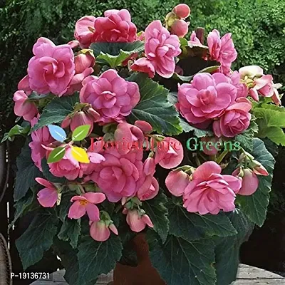 Floriculture Greens Imp. Begonia Flower Hybrid Bulbs For Home Gardening Planting (Pink Begonia, Pack Of 4 Bulbs)-thumb3