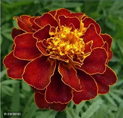 70 Pcsflower Seeds Marigold Flower Beautiful Family Flower For Home Garden Seeds-thumb0