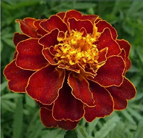 70 Pcsflower Seeds Marigold Flower Beautiful Family Flower For Home Garden Seeds