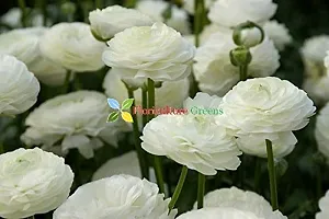 Floriculture Greens Ranunculus Flower Blulb Hybrid Bulbs for Home  Garden (White, Pack Of 10 Bulbs)-thumb2