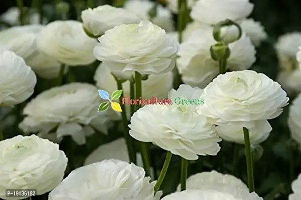 Floriculture Greens Ranunculus Flower Blulb Hybrid Bulbs for Home  Garden (White, Pack Of 10 Bulbs)-thumb3