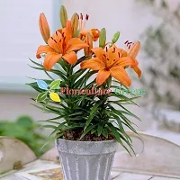 Floriculture Greens Winter Flower Bulbs Oriental Lily Imported Flower Bulbs For Home  Garden (Orange, Pack Of 2 Bulbs)-thumb4