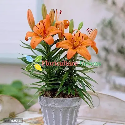 Floriculture Greens Winter Flower Bulbs Oriental Lily Imported Flower Bulbs For Home  Garden (Orange, Pack Of 2 Bulbs)-thumb5