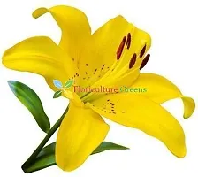 Floriculture Greens Winter Flower Bulbs Oriental Lily Flower Imported Bulbs for Home  Garden (Yellow, Pack of 6 Bulbs)-thumb3