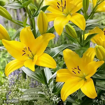 Floriculture Greens Winter Flower Bulbs Oriental Lily Flower Imported Bulbs for Home  Garden (Yellow, Pack of 6 Bulbs)