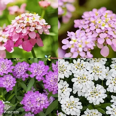 Candy-Tuft Flower Seeds pack