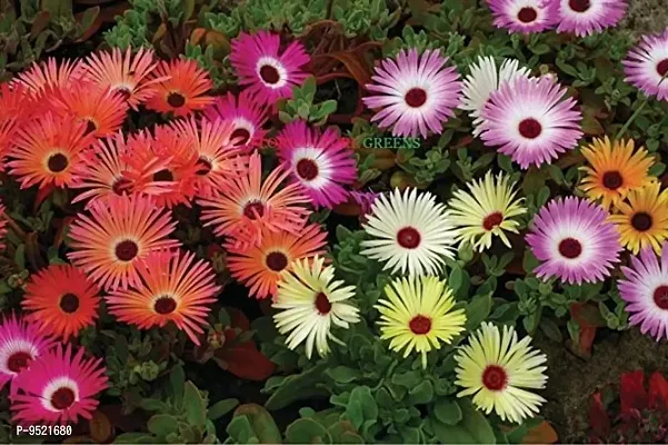 Ice Plant Flower Mix Colors Seeds F1 Hybrid Seeds pack