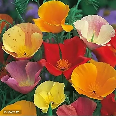 California Poppy Flower Mix Color F1 Hybrid Seeds pack-thumb0