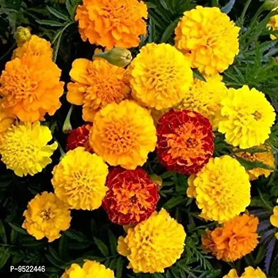 Marigold Jafri Flower F1 Hybrid seeds pack-thumb0