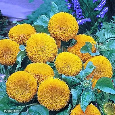 Sun Gold Sunflower (Helianthus Annuus, Teddy Bear) Hybrid Seeds-thumb0