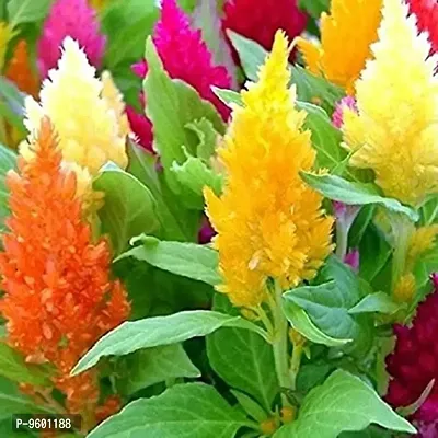 Celosia Flower Mix Color Hybrid Seeds-thumb0
