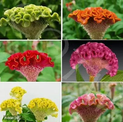 Cockscomb Flower Seeds For Home Gardening Planting