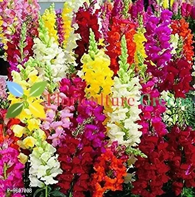 Antirrhinum Majus (Snapdragon) / Dog Flower Mix Colors Hybrid Seeds