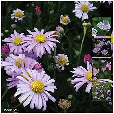 Brachyscome Iberidifolia / Swan River Daisy Multi Color Flower Seeds-thumb0