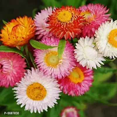 Helichrysum Bracteatum Rose Flower (Strawflower, Paper Daisy, Helichrysum Italicum and Everlasting Daisy) Hybrid Seeds