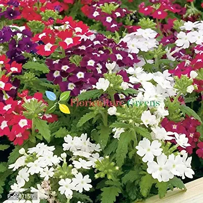 Verbena Flower Hybrid Seeds-thumb0