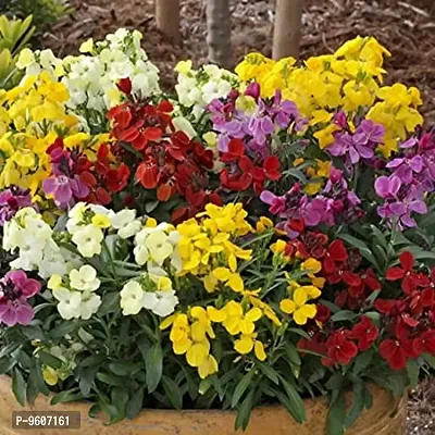 Wall Flower Multi Color Seeds pack