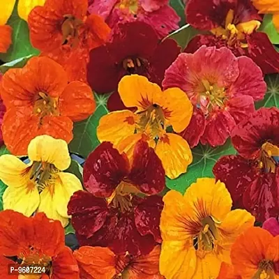 Nasturtium Flower Mix Color Hybrid Seeds-thumb0