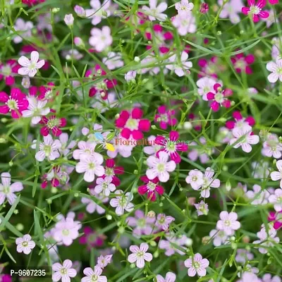 Gypsophila Flower Mix Colors Hybrid Seeds-thumb0