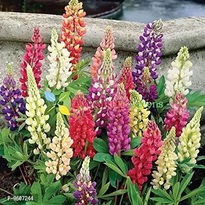 Lupine Flower Multi Mix Colors Flower Seeds