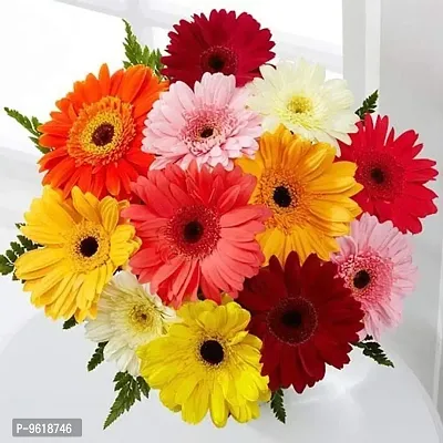 Gerbera Flower Seeds-thumb0