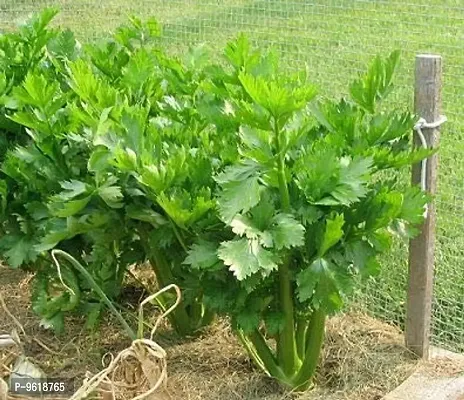 Celery Herb Seeds For Home Gardening Planting