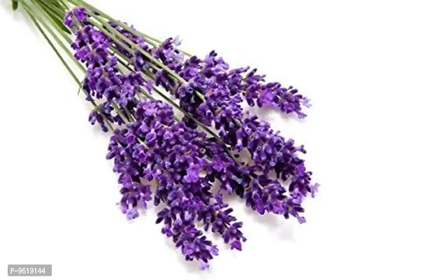 Lavender Herb Seeds For Home Gardening Planting