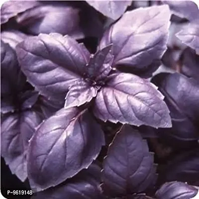 Red Basil Organic Herb Seeds For Home Gardening Planting-thumb0