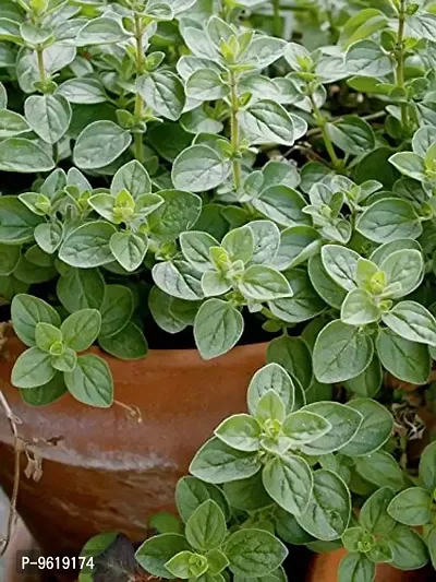 Oregano Organic Herb Seeds For Home Gardening Planting-thumb0