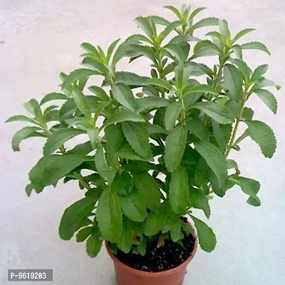 Stevia Sugar-Free Organic Herb Seeds For Home Gardening Planting