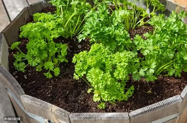 Parsley Organic Herb Seeds For Home Gardening Planting-thumb0