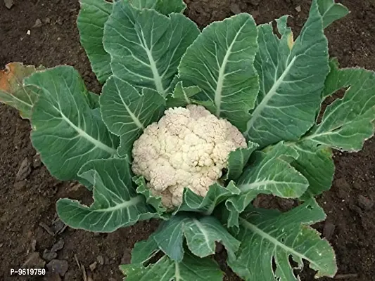 Cauliflower Vegetable Seeds For Home Gardening Planting-thumb0