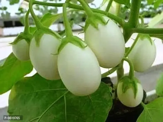 Brinjal White Small / Chu Chu Brinjal Vegetable Seeds For Home Gardening Planting-thumb0