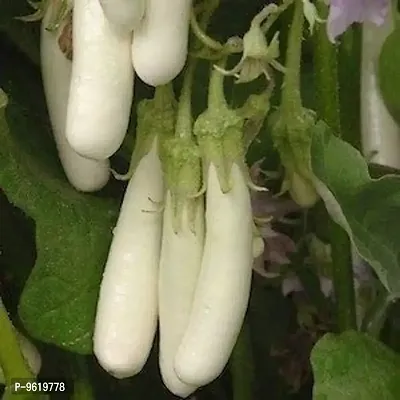 Brinjal White Long Vegetable Seeds For Home Gardening Planting