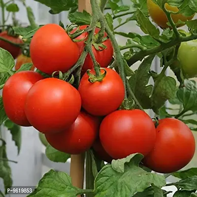 Tomato Seeds For Home Gardening Planting