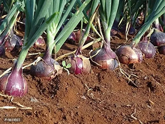 Onion Organic F1 Hybrid Vegetable Seeds For Home Gardening-thumb0