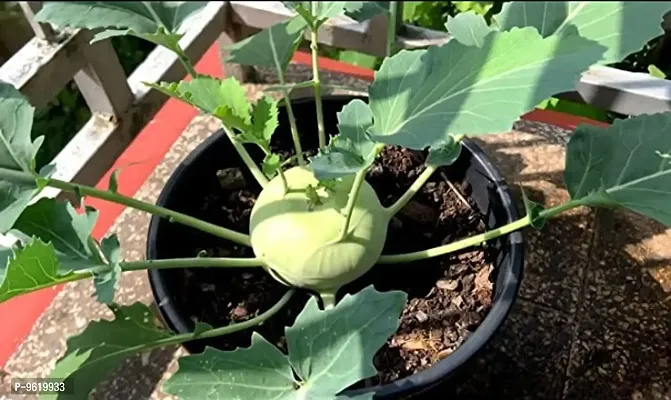 Kohlrabi Seeds For Home Gardening Planting