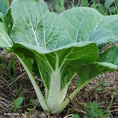 Pak Choi Vegetable Seeds For Home Gardening Planting