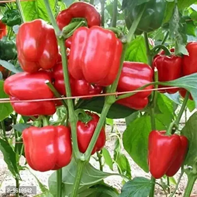 Capsicum Red Vegetable Seeds For Home Gardening Planting