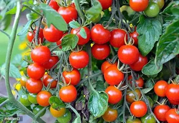 Cherry Tomato Tomatoes Vegetables Seeds For Home Gardening Planting