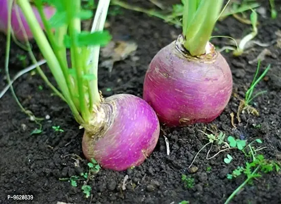 Purple Turnip Shalgam Vegetable Seeds For Home Gardening Planting