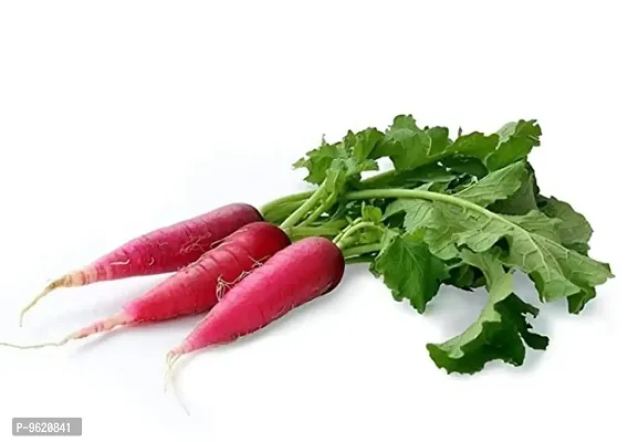 Radish Red Long Vegetable Seeds For Home Gardening Planting-thumb0