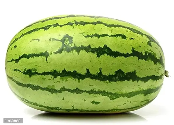Watermelon / Tarbuj Fruit Organic F1 Hybrid Seeds For Home Gardening