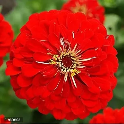 Zinnia Red Flower Seeds For Home Gardening Planting