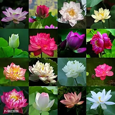 Water Lilly Flower Mix Colors Seed For Home Gardening Planting Pack Of 12 Seeds-thumb0