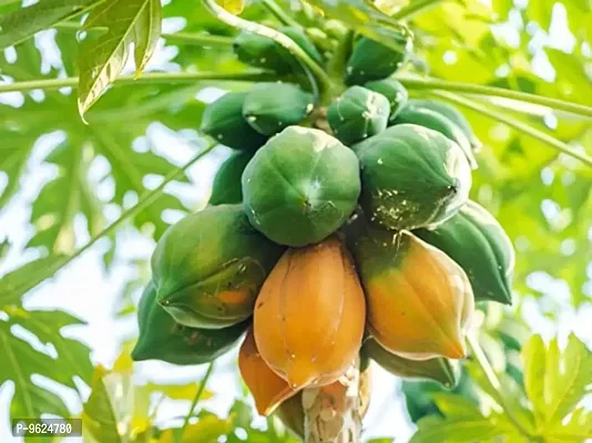 Papita / Papaya (Red lady) Fruits Seeds For Home Gardening Planting