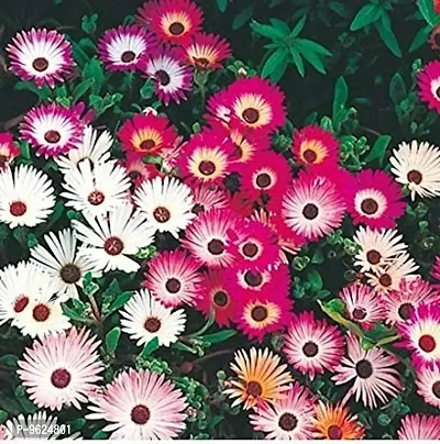 Mesembryanthemum Mix Colors Flower Seeds For Home Gardening Planting