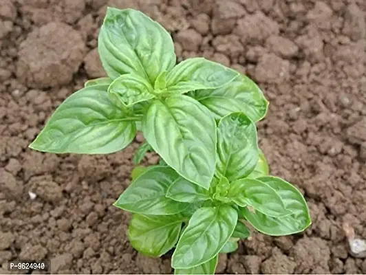 Italian Basil Herb Seeds For Home Gardening Planting