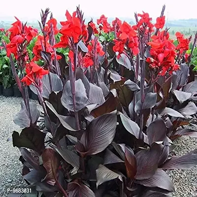 Imported Canna Lily Holy Flower Bulbs Home Outdoor Gardening Flowering ( Indica, pack 1)